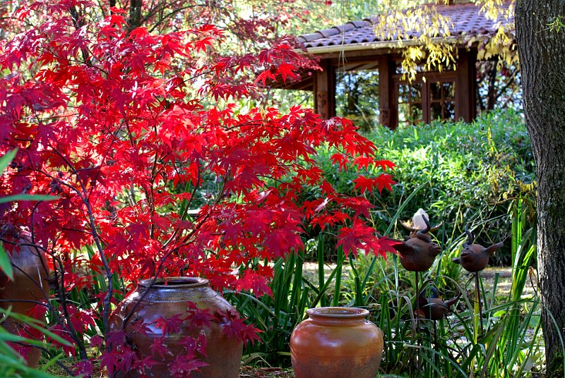 devant le salon de the avec acer palmatum Bloodgood